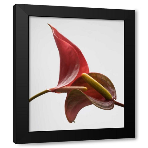 Anthurium 3 Black Modern Wood Framed Art Print by Seidman, Barry
