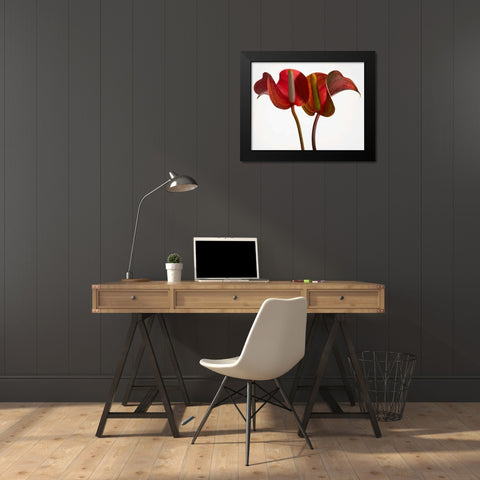 Anthurium 1 Black Modern Wood Framed Art Print by Seidman, Barry