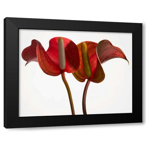 Anthurium 1 Black Modern Wood Framed Art Print by Seidman, Barry