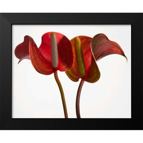 Anthurium 1 Black Modern Wood Framed Art Print by Seidman, Barry