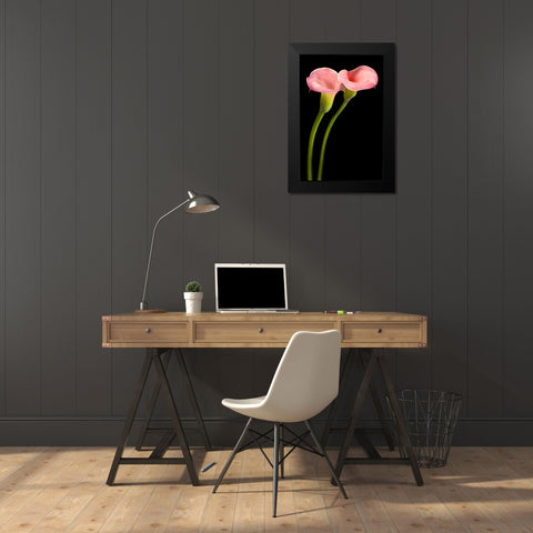 Pink Calla Lilies Black Modern Wood Framed Art Print by Seidman, Barry