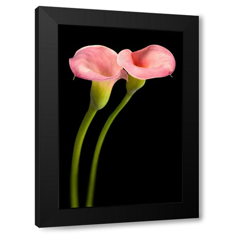 Pink Calla Lilies Black Modern Wood Framed Art Print with Double Matting by Seidman, Barry