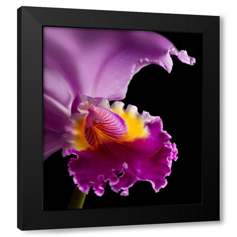 Purple Orchid Black Modern Wood Framed Art Print with Double Matting by Seidman, Barry