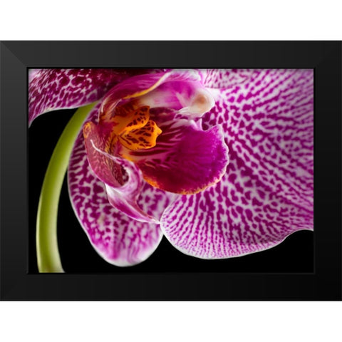 Purple Orchid 2 Black Modern Wood Framed Art Print by Seidman, Barry