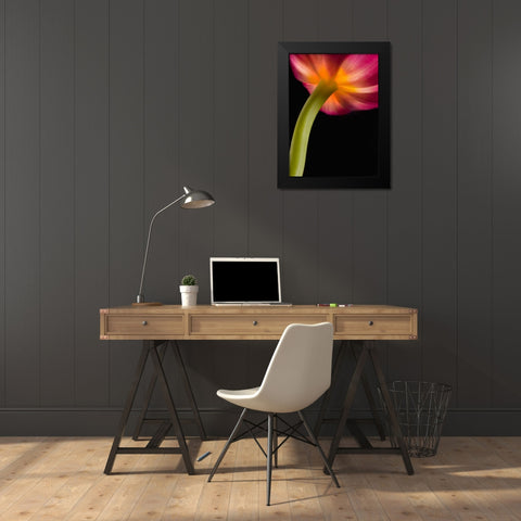 Glowing Tulip Black Modern Wood Framed Art Print by Seidman, Barry