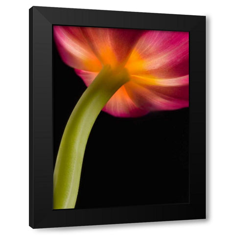 Glowing Tulip Black Modern Wood Framed Art Print by Seidman, Barry