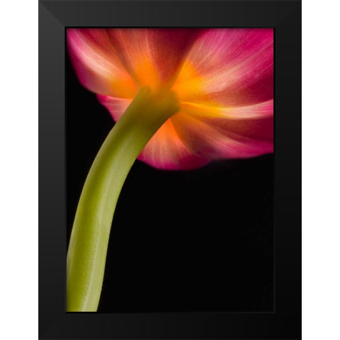 Glowing Tulip Black Modern Wood Framed Art Print by Seidman, Barry