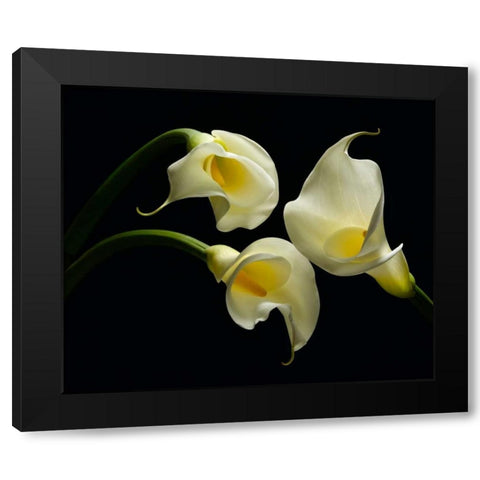 Three Calla Lillies Black Modern Wood Framed Art Print with Double Matting by Seidman, Barry