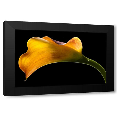 Mango Calla Lily Black Modern Wood Framed Art Print by Seidman, Barry