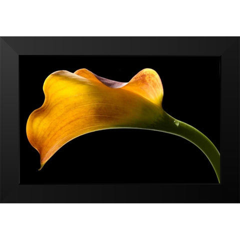 Mango Calla Lily Black Modern Wood Framed Art Print by Seidman, Barry