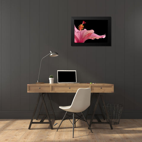 Hibiscus 1 Black Modern Wood Framed Art Print by Seidman, Barry