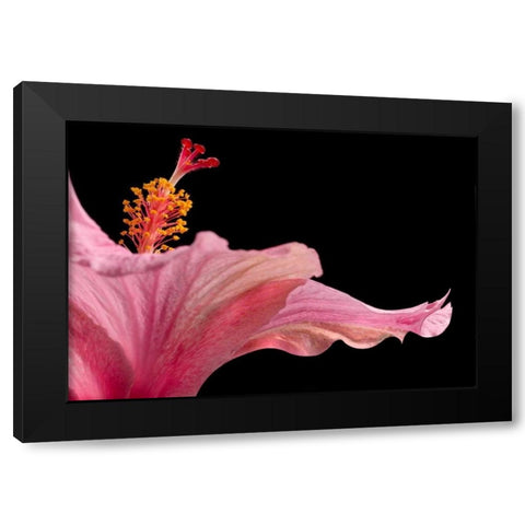 Hibiscus 1 Black Modern Wood Framed Art Print with Double Matting by Seidman, Barry