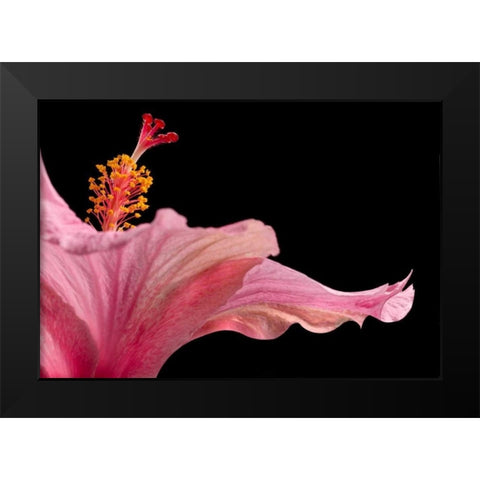 Hibiscus 1 Black Modern Wood Framed Art Print by Seidman, Barry