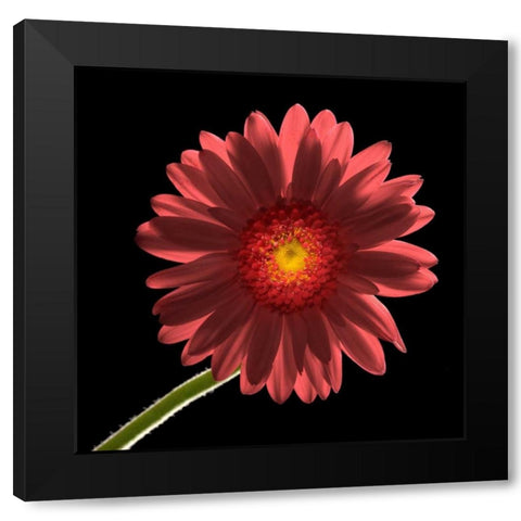 Gerber Daisy 1 Black Modern Wood Framed Art Print by Seidman, Barry