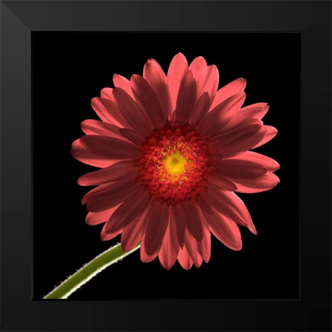 Gerber Daisy 1 Black Modern Wood Framed Art Print by Seidman, Barry