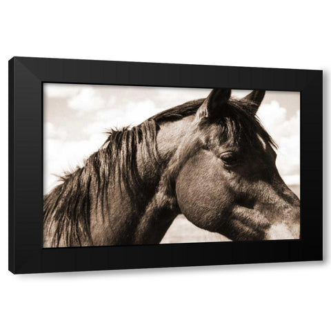Solitary Horse Black Modern Wood Framed Art Print with Double Matting by Alvarez, Cynthia