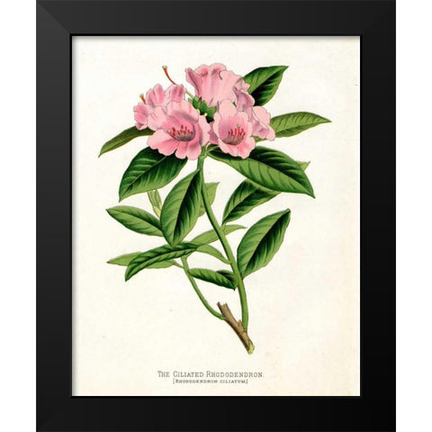 Botanical 1 Black Modern Wood Framed Art Print by Alvarez, Cynthia