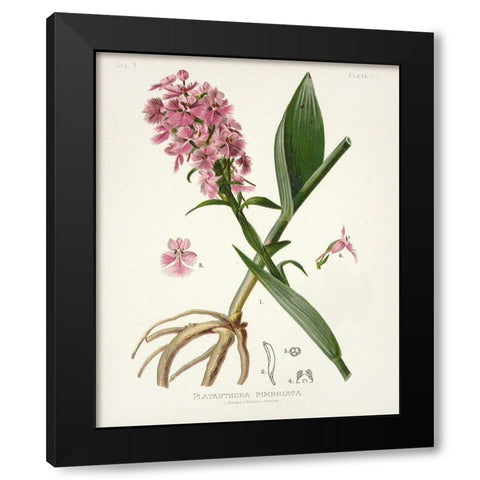 Botanical 2 Black Modern Wood Framed Art Print by Alvarez, Cynthia