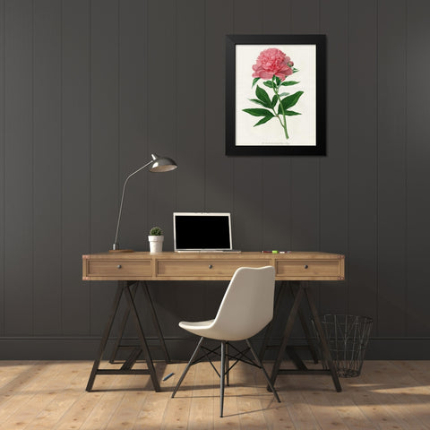 Botanical 3 Black Modern Wood Framed Art Print by Alvarez, Cynthia