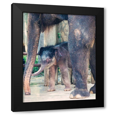 Bowie and mom Black Modern Wood Framed Art Print by Davis Ashley