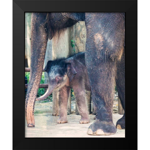 Bowie and mom Black Modern Wood Framed Art Print by Davis Ashley