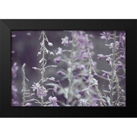 Lavender bushes Black Modern Wood Framed Art Print by Davis Ashley