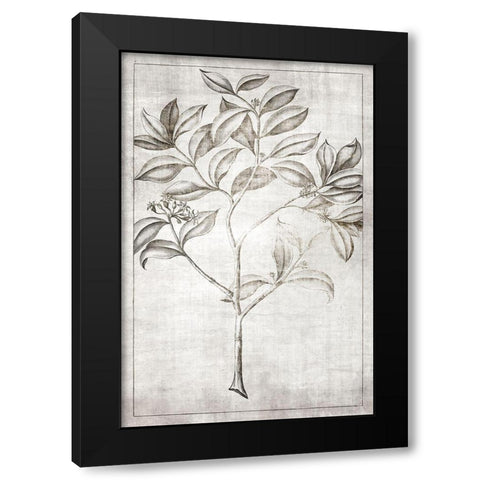 Antique Palm 1 Black Modern Wood Framed Art Print by Brown, Denise