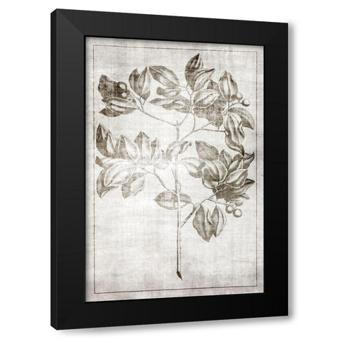 Antique Palm 2 Black Modern Wood Framed Art Print with Double Matting by Brown, Denise