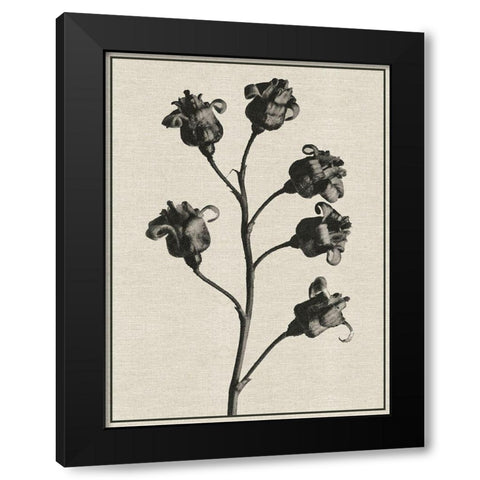 Fern Triptych 2 Black Modern Wood Framed Art Print by Brown, Denise