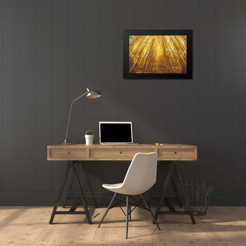 Fall Forrest Black Modern Wood Framed Art Print by Brown, Denise