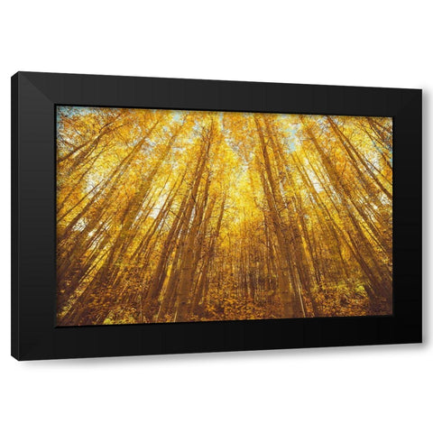 Fall Forrest Black Modern Wood Framed Art Print with Double Matting by Brown, Denise