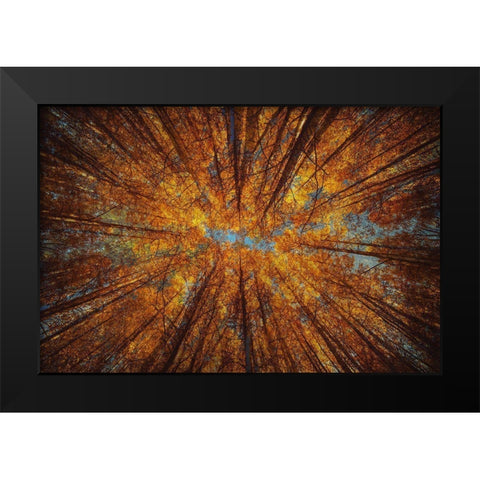Looking Up Black Modern Wood Framed Art Print by Brown, Denise