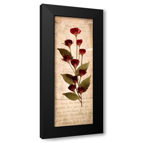 June Rose 1 Black Modern Wood Framed Art Print by Stimson, Diane