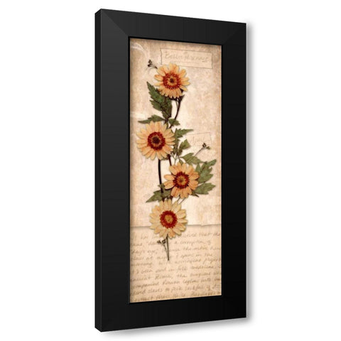 April Daisy Black Modern Wood Framed Art Print with Double Matting by Stimson, Diane