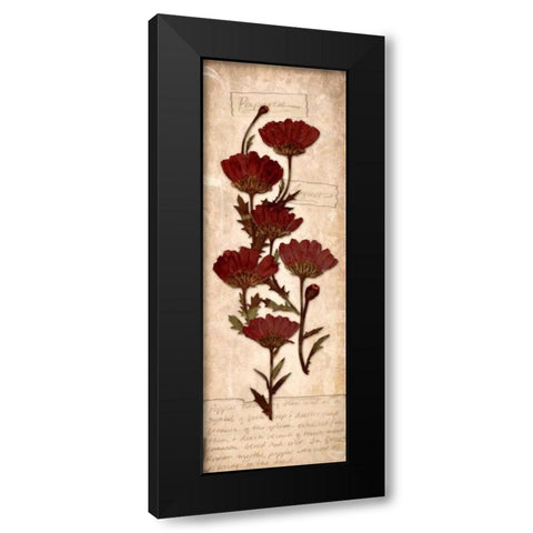 August Poppy Black Modern Wood Framed Art Print with Double Matting by Stimson, Diane