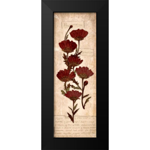 August Poppy Black Modern Wood Framed Art Print by Stimson, Diane