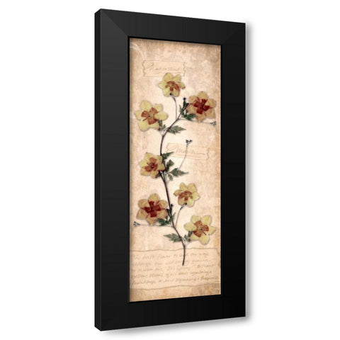 March Daffodil Black Modern Wood Framed Art Print with Double Matting by Stimson, Diane