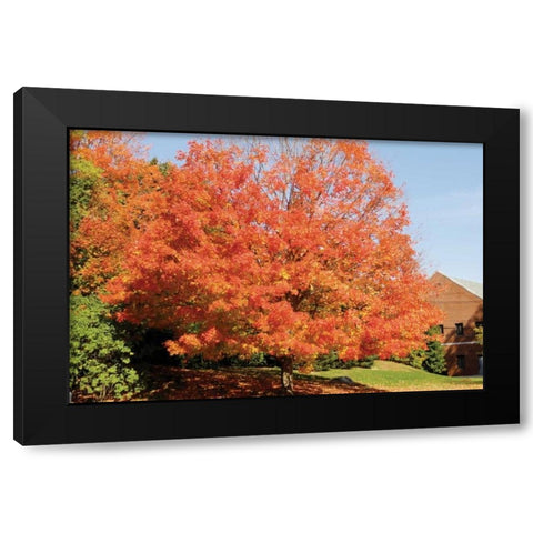 Autumnal 1 Black Modern Wood Framed Art Print by Stimson, Diane