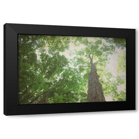 Emerald Canopy 2 Black Modern Wood Framed Art Print with Double Matting by Urquhart, Elizabeth
