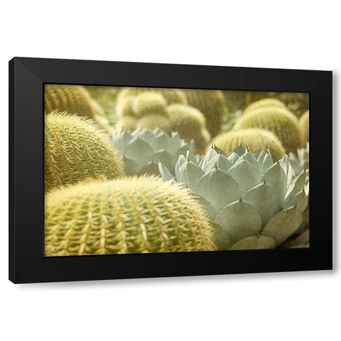 Pincushions 1 Black Modern Wood Framed Art Print with Double Matting by Urquhart, Elizabeth