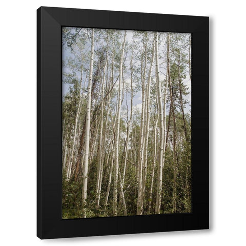 Aspen Forest 3 Black Modern Wood Framed Art Print with Double Matting by Urquhart, Elizabeth