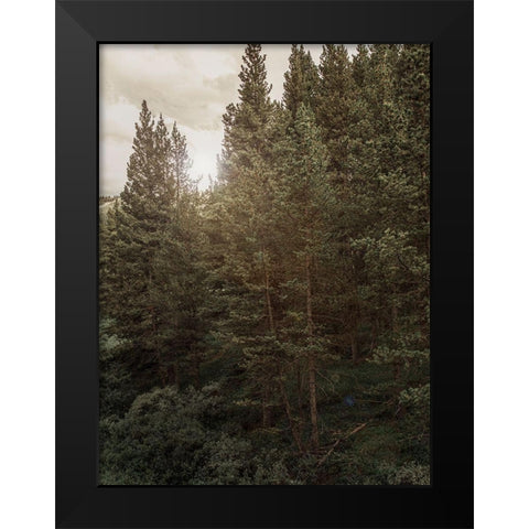 Pine Wilderness 1 Black Modern Wood Framed Art Print by Urquhart, Elizabeth