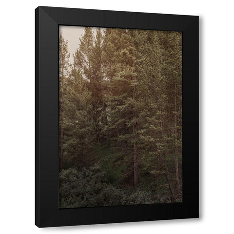 Pine Wilderness 2 Black Modern Wood Framed Art Print by Urquhart, Elizabeth