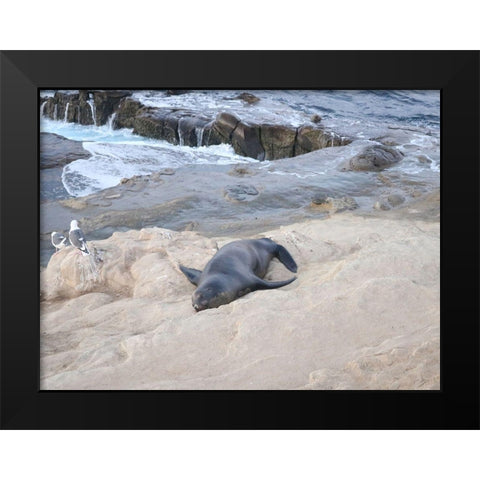 Sealion Black Modern Wood Framed Art Print by Frances, Stephanie