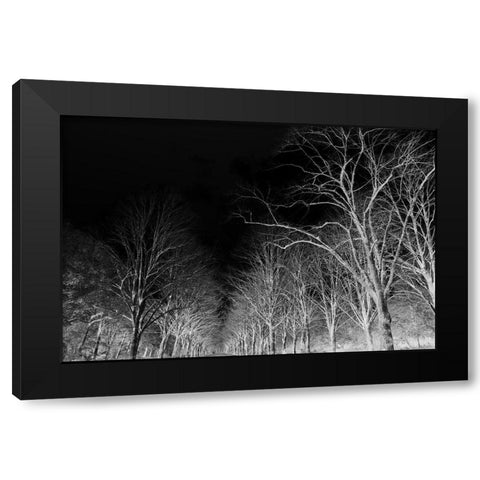 Branches Black Modern Wood Framed Art Print by Frances, Stephanie