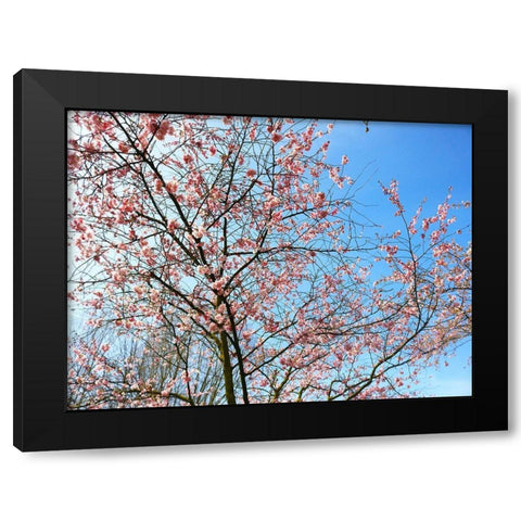 Blossom Pink Trees Black Modern Wood Framed Art Print by Frances, Stephanie