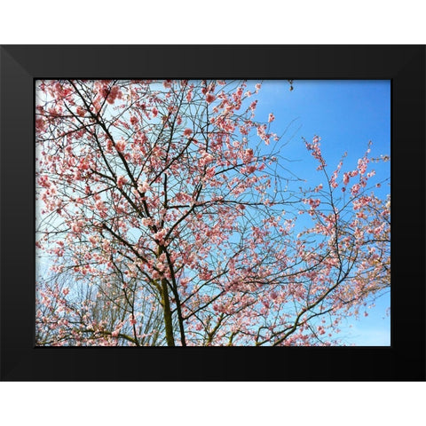 Blossom Pink Trees Black Modern Wood Framed Art Print by Frances, Stephanie