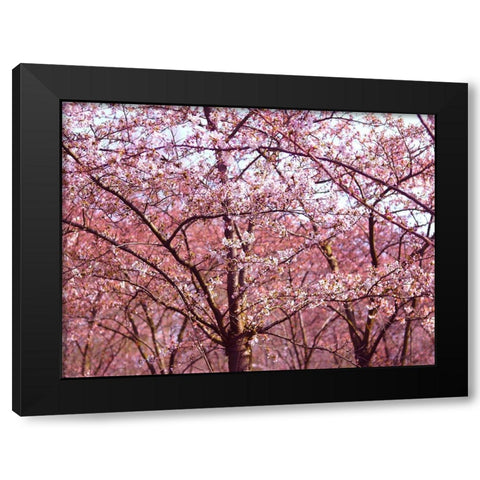 Blossom Pink Trees 2 Black Modern Wood Framed Art Print with Double Matting by Frances, Stephanie