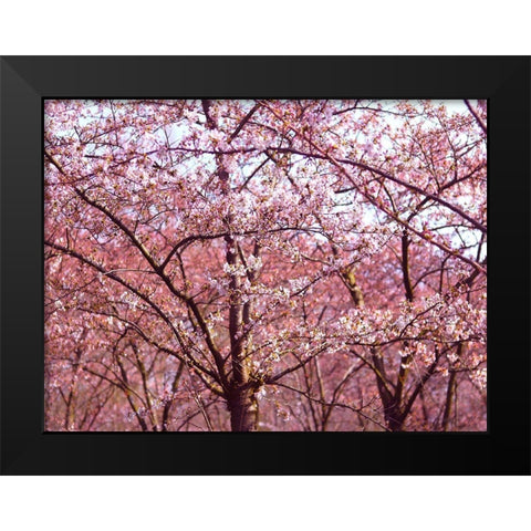 Blossom Pink Trees 2 Black Modern Wood Framed Art Print by Frances, Stephanie