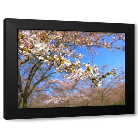 Sudden Blossom 1 Black Modern Wood Framed Art Print with Double Matting by Frances, Stephanie